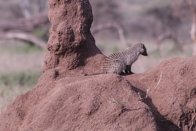 5-Days Private Tanzania Safari Tour - Should you book this 5-day private safari from Arusha?