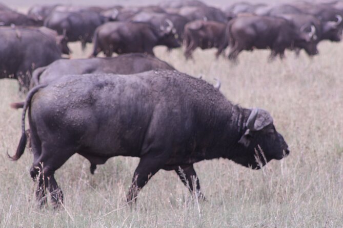 5-Days Private Tanzania Safari Tour - Day 2 and Day 3 in the Serengeti: Ndutu migration timing plus bird time