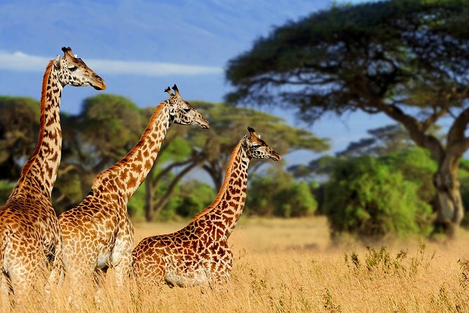5 Days Private Tarangire, Serengeti, Ngorongoro, Manyara Safaris - What $3,500 Buys You Here: Value, Not Just a Price Tag
