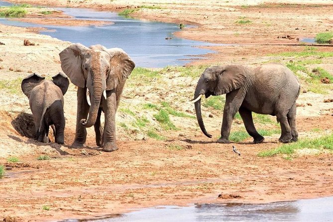 5 Days Ruaha National Park Safari - Key Highlights You Will Feel Right Away