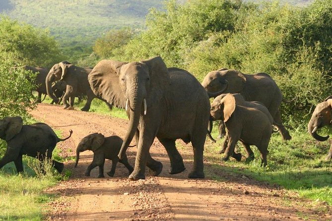 5 Days Ruaha National Park Safari - Ruaha National Park, Tanzania’s Southern Safari That Feels Wild