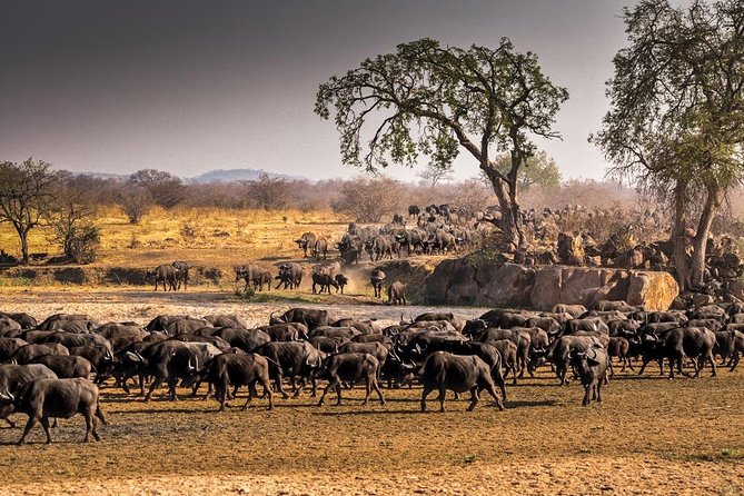 5 Days Ruaha National Park Safari - Day 2 Full-Day Game Drive: Wild Dogs, Leopards, Cheetahs, and Herds