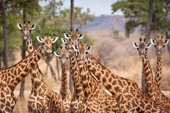 5 Days Ruaha National Park Safari - Lodges, Meals, and the Small Comforts That Matter