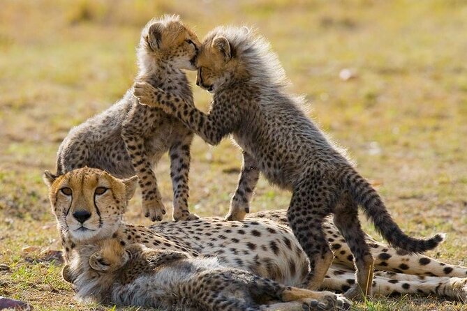 5 Days Safari Adventure in Tanzania - Day 1: Tarangire National Park, your first real wildlife hit