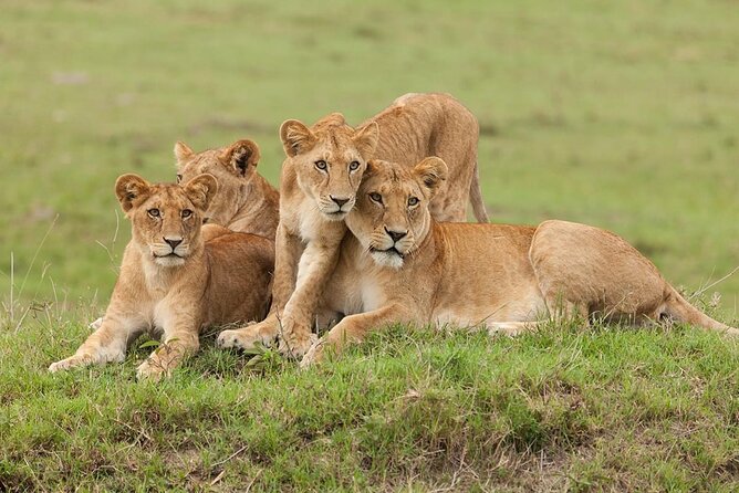5 Days Safari Adventure in Tanzania - Lodges and meals: what is actually included on a safari like this