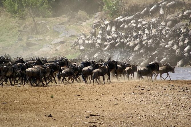 5 Days Safari Adventure in Tanzania - Day 3: Serengeti full day for the Great Migration and Grumeti River crossing