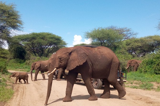 5 Days Safari from Dar es Salaam to Tarangire NP, Manyara NP & Ngorongoro Crater - Dar es Salaam to the Northern Parks, in One 5-Day Loop