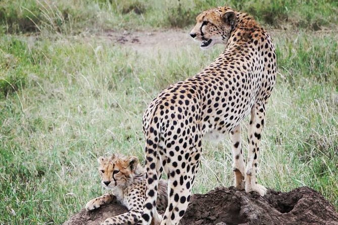 5 days safari, hiking & culture (Serengeti & kilimanjaro) - Kilimanjaro area hiking, coffee farms, and Kikuletwa hot springs