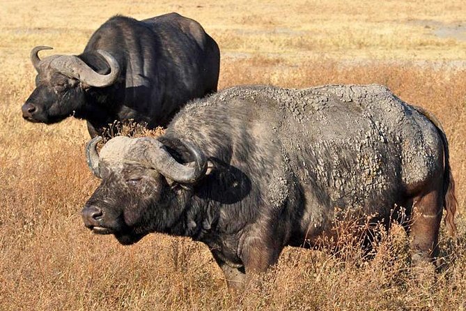 5 Days Safari In Serengeti And Ngorongoro - Airport pickup in Moshi, and the comfort details that reduce stress
