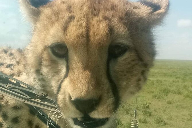 5 Days Safari In Serengeti And Ngorongoro - Olduvai Gorge: turning your safari into a story with real context