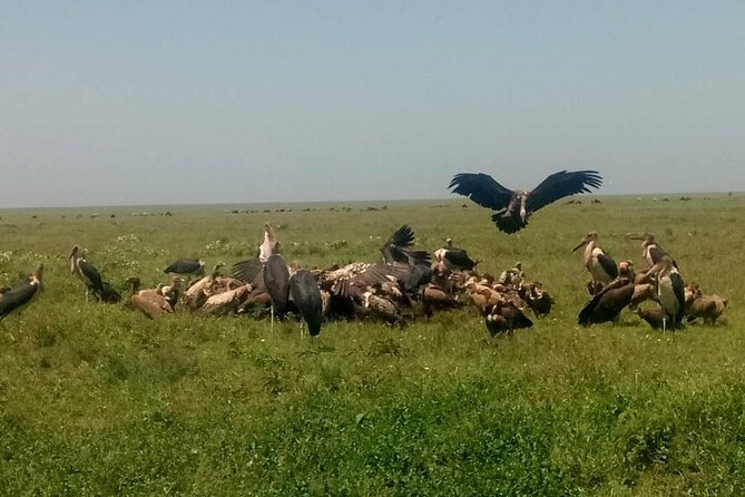 5 Days Safari In Serengeti And Ngorongoro - Ngorongoro Crater: big five density in a volcanic bowl