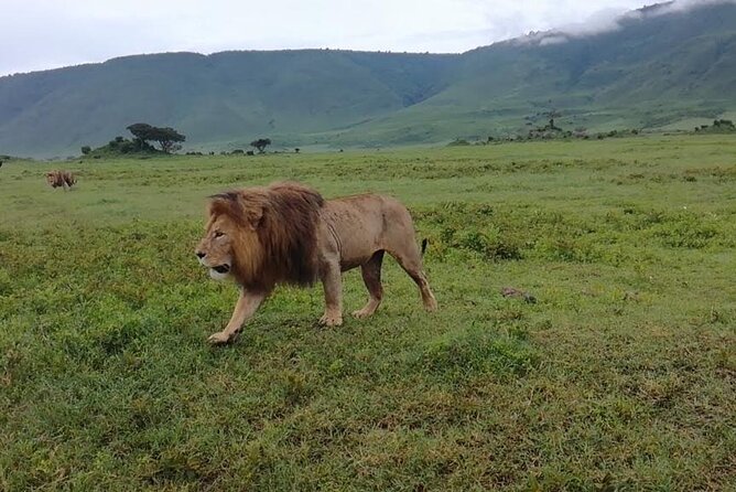 5 Days Safari In Serengeti And Ngorongoro - Meals, lodging, and the value of having most choices handled