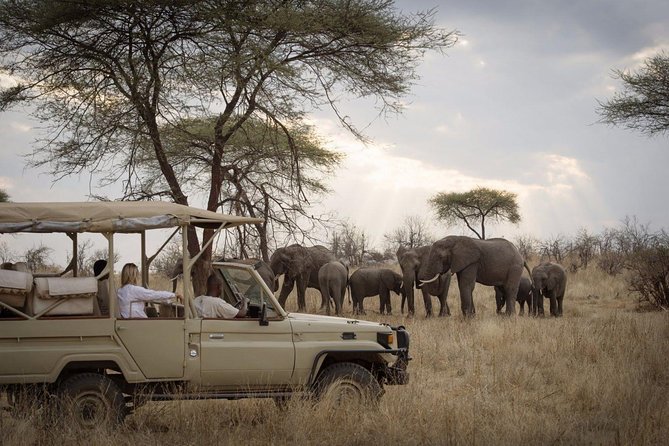 5 Days Safari In Serengeti And Ngorongoro - Lake Manyara picnic lunch and bird paradise energy