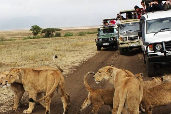 5 Days Safari in Tanzania | Camping and Lodge Safaris - Day 4 shift back toward Ngorongoro: Karatu lodge nights
