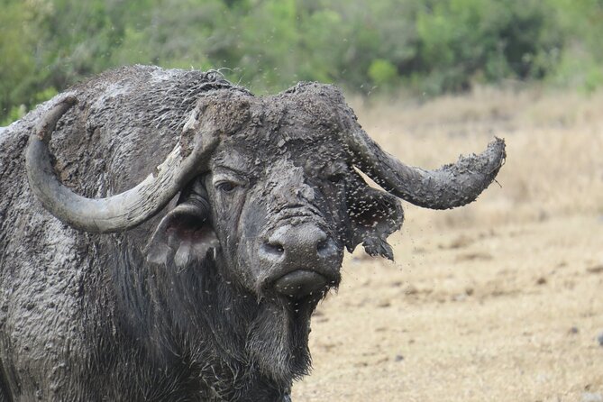 5 Days Safari Northern Circuit of Tanzania - Ngorongoro Crater: Big Five viewing in a UNESCO bowl