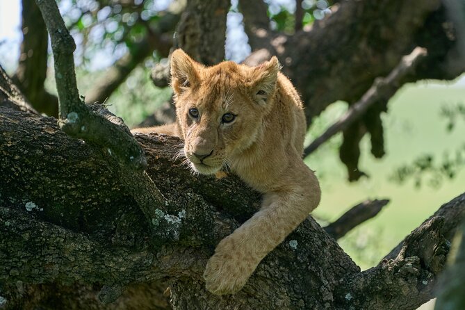 5 Days Safari Northern Circuit of Tanzania - Serengeti National Park: timing the plains for big cat moments