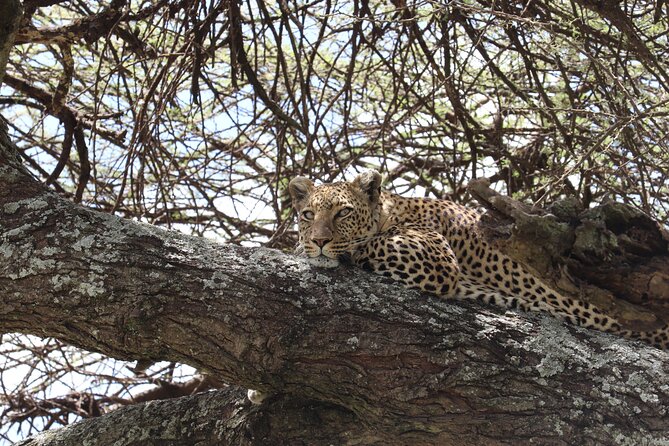 5 Days Safari Northern Circuit of Tanzania - Lake Manyara National Park: flamingos, elephants, and tree-climbing lions