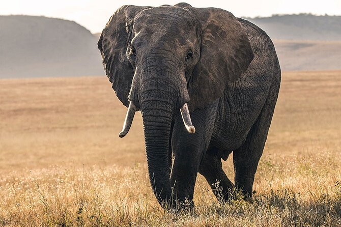 5 Days Safari Northern Circuit of Tanzania - Tarangire National Park: baobab giants and elephant density