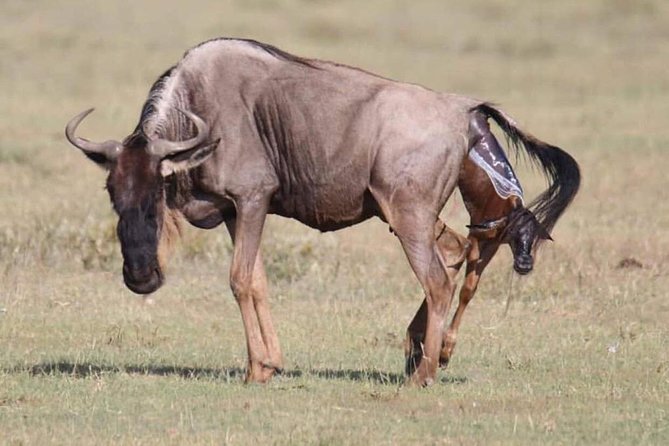 5 Days safari Selous GR and Mikumi NP - Key highlights worth planning for