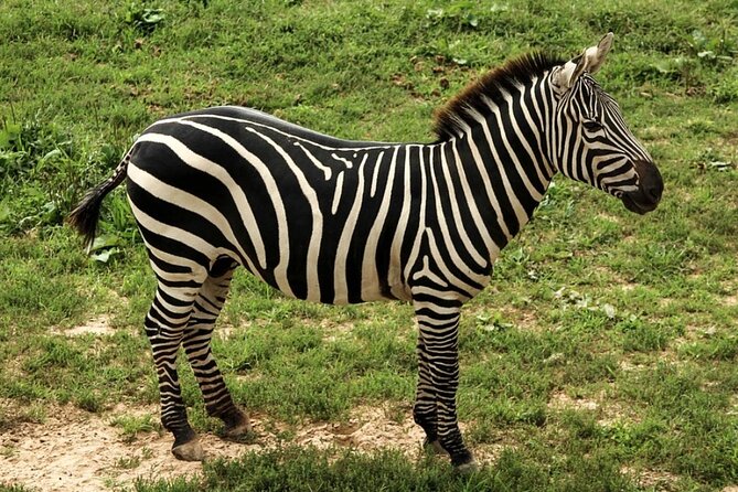 5 Days Safari Tarangire, Serengeti, and Ngorongoro Crater - Key things to know before you go