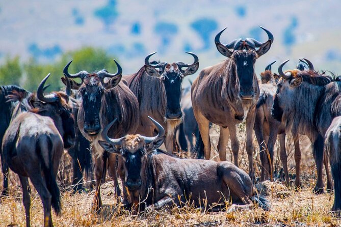 5 Days Safari Tarangire, Serengeti, and Ngorongoro Crater - Serengeti National Park: acacia country, predator chances, and migration context