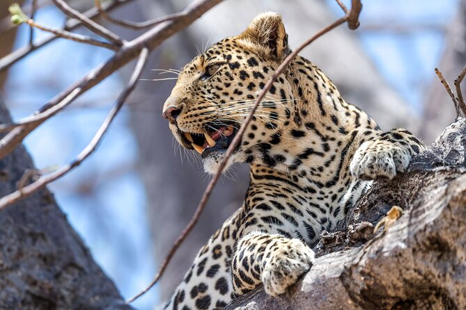 5 Days Safari Tarangire, Serengeti, and Ngorongoro Crater - Tarangire National Park: baobabs, the permanent river, and elephant energy