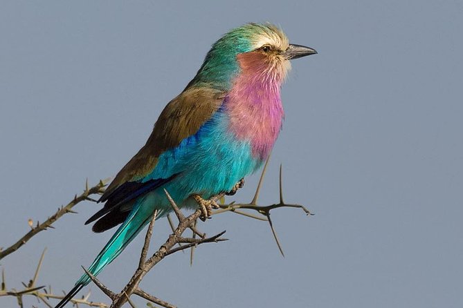 5 days Safari to Lake Manyara, Serengeti and Ngorongoro crater - Key highlights worth your attention