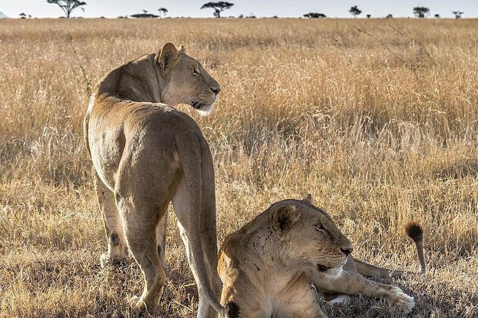 5 days Safari to Lake Manyara, Serengeti and Ngorongoro crater - Moshi Safari Route: Lake Manyara, Serengeti, Ngorongoro Crater in 5 Days