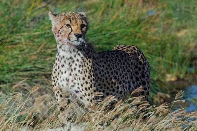 5 days Safari to Lake Manyara, Serengeti and Ngorongoro crater - Day 2 Serengeti Seronera: The Plains Game Drive Day You Can Actually Plan For