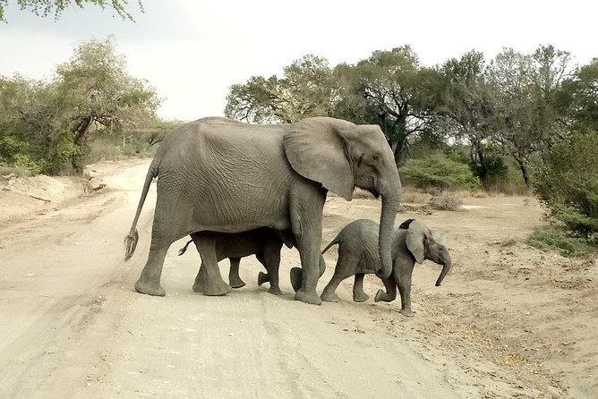 5 Days Safari to Nyerere NP (Selous GR) and Mikumi NP - Full day in Nyerere: game drives built for sightings