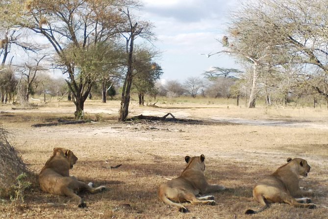 5 Days Safari to Nyerere NP (Selous GR) and Mikumi NP - Sunrise return day to Dar es Salaam: one last wildlife chase