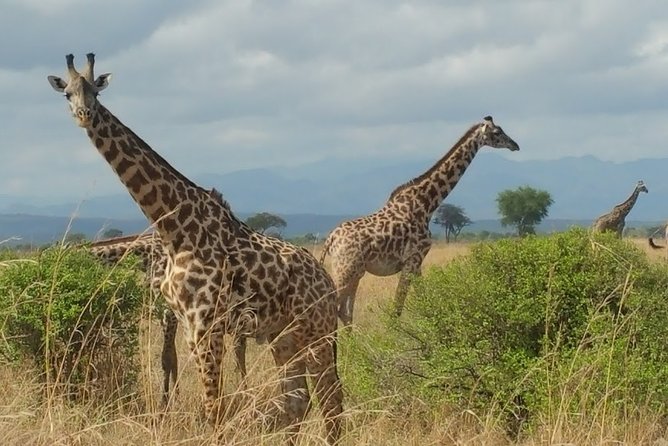 5 Days Safari to Nyerere NP (Selous GR) and Mikumi NP - Dar es Salaam to Nyerere: start early, settle fast