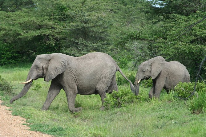 5 Days Safari to Selous & Mikumi - Key highlights at a glance