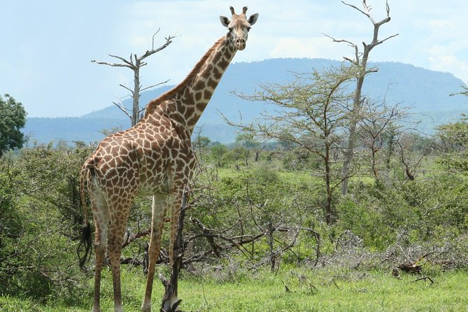 5 Days Safari to Selous & Mikumi - Day 1 Selous boat safari: hippos and crocodiles in the natural habitat