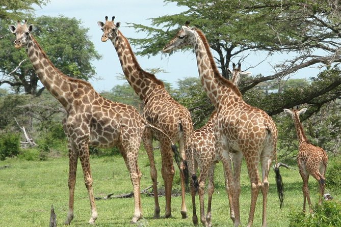 5 Days Safari to Selous & Mikumi - Getting to Selous: Dar es Salaam departure and the long road