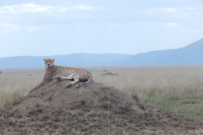 5 Days Safari to Serengeti, Ngorongoro, Tarangire from Arusha - Day 2 in Serengeti: a classic first look at the migration ecosystem