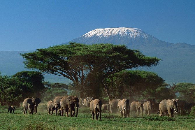 5 days Safari to Tarangire, Ngorongoro, Serengeti and Lake Manyara - Ngorongoro Crater Rim to the Floor: A Full-Day Game Tour Built for Big Chances