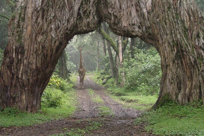 5 days Safari to Tarangire, Ngorongoro, Serengeti and Lake Manyara - Camps, Tents, and Meals: How This Safari Keeps the Trip Moving