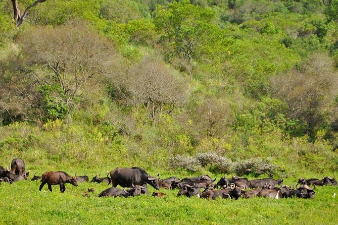 5 days Safari to Tarangire, Ngorongoro, Serengeti and Lake Manyara - Private Guide Energy: Getting More Animal Time, Not Just More Driving