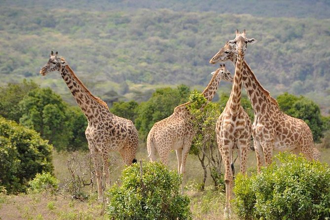 5 days Safari to Tarangire, Ngorongoro, Serengeti and Lake Manyara - Serengeti National Park: Endless Plains and the Best Hour of the Day