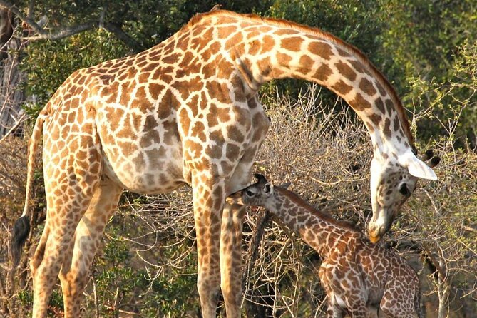 5-Days Selous Game Reserve and Mikumi National Park Tour - Key highlights worth knowing before you go