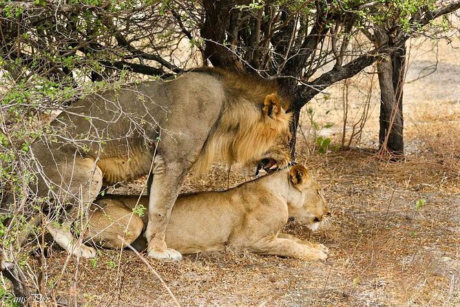 5-Days Selous Game Reserve and Mikumi National Park Tour - Day 3 Full Day Game Drive in Nyerere National Park