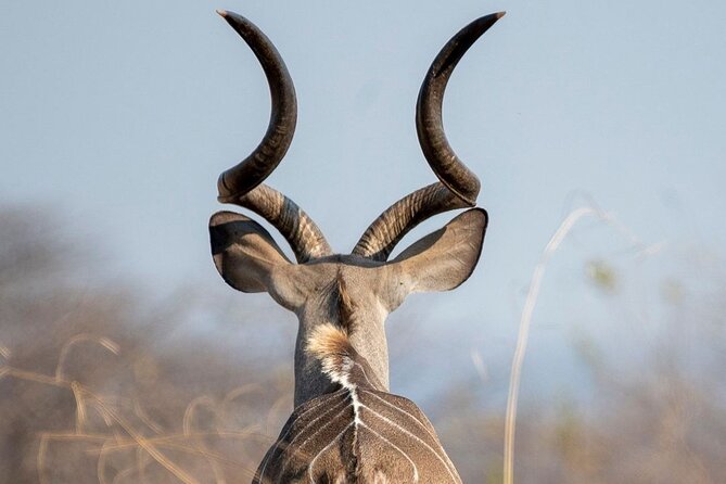 5-Days Selous Game Reserve and Mikumi National Park Tour - Day 2 Walking With an Armed Ranger and Afternoon Game Drives