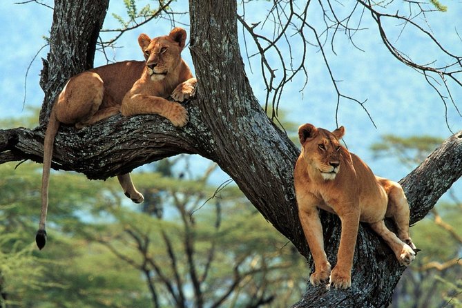 5 Days Serengeti Camping Safari - Day 3: Morning Game Drive, Campsite Reality, and Simba Camp on the Rim