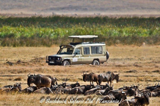 5 Days Serengeti Camping Safari - Day 4: The 6:15 am Ngorongoro Descent and the Black Rhino Chase