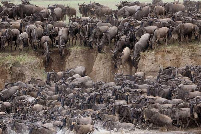 5 Days Serengeti Camping Safari - Day 5: Lake Manyara Flamingos, Hippo Pool Close Looks, and Tree-Climbing Lions
