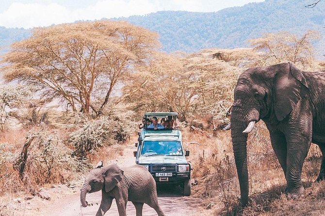 5 days serengeti, ngorongoro, tarangire & manyara lodge tour - Guides and driving, where this tour shines