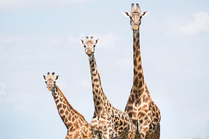 5 days serengeti, ngorongoro, tarangire & manyara lodge tour - Your daily schedule, meals, and the “small stuff” that matters