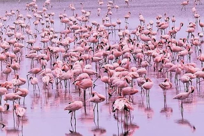 5 days serengeti, ngorongoro, tarangire & manyara lodge tour - Price and value: does $2,232.70 make sense?