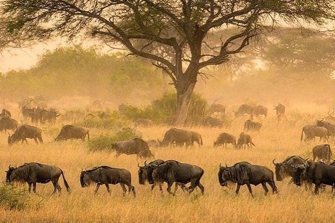 5 days serengeti, ngorongoro, tarangire & manyara lodge tour - Tarangire, Serengeti, Ngorongoro, Manyara: how the route feels in 5 days